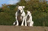 BOULEDOGUE AMERICAIN 326